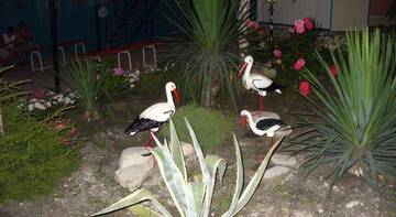 Фото номера Двухместный стандарт Гостевой дом Комплекс мини-гостиниц «Дженнет» г. Туапсе 81